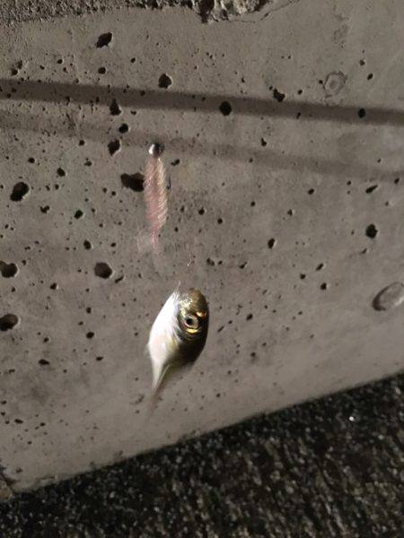 神戸港アジング…まだまだ豆アジ