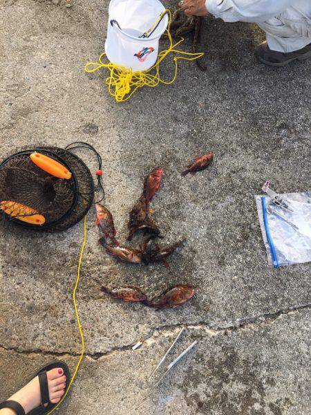 サバはいづこへ、、、