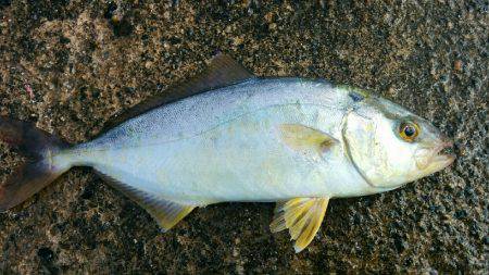 シオともじゃこ