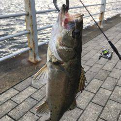 雨、ローライト、シーバスゲーム