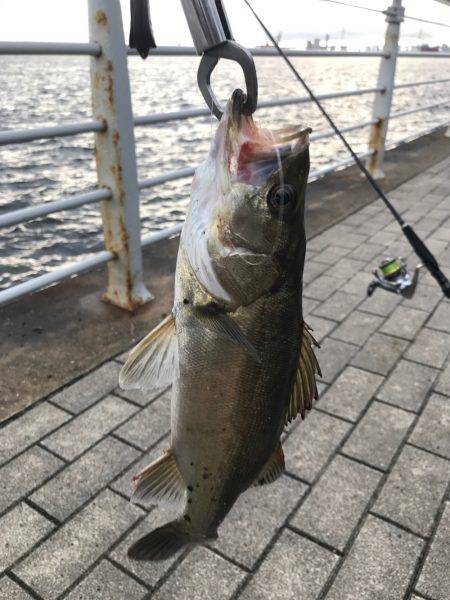 雨、ローライト、シーバスゲーム