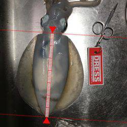 ケンサキではなくアオリ