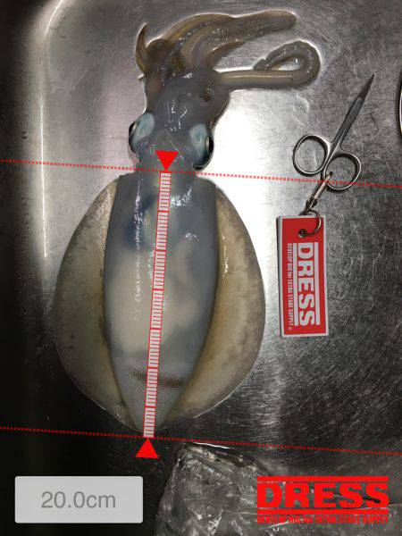 ケンサキではなくアオリ