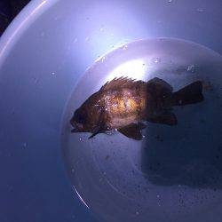 太刀魚釣りたかった