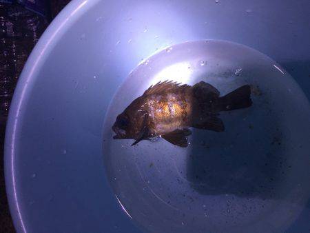 太刀魚釣りたかった