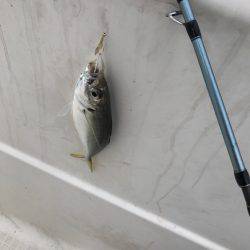 マイボートでサビキ釣り