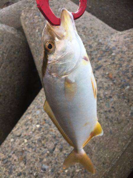 シーバスのはずが(T . T)