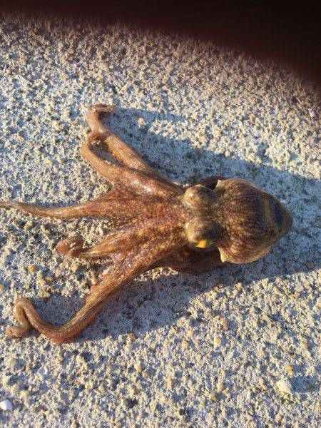 ギリギリお持ち帰りサイズ。