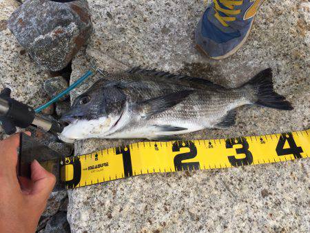 宮川トップチヌ