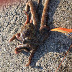 タコ釣れました