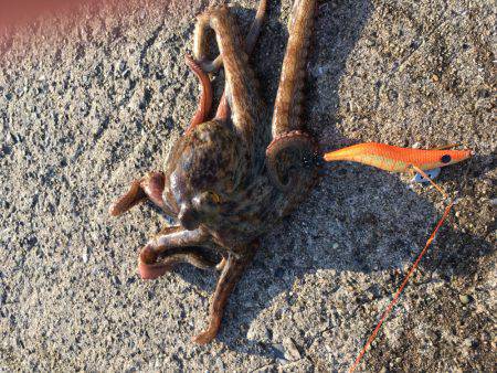 タコ釣れました