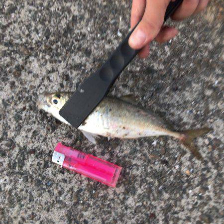 ジグサビキでアジ！