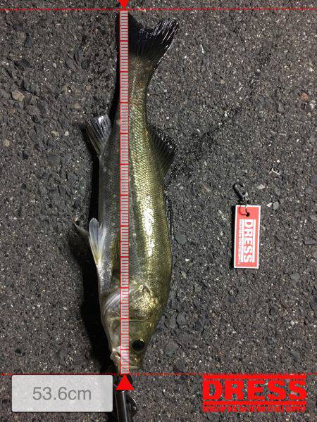 チニングでシーバス