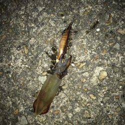 平日ライトエギング