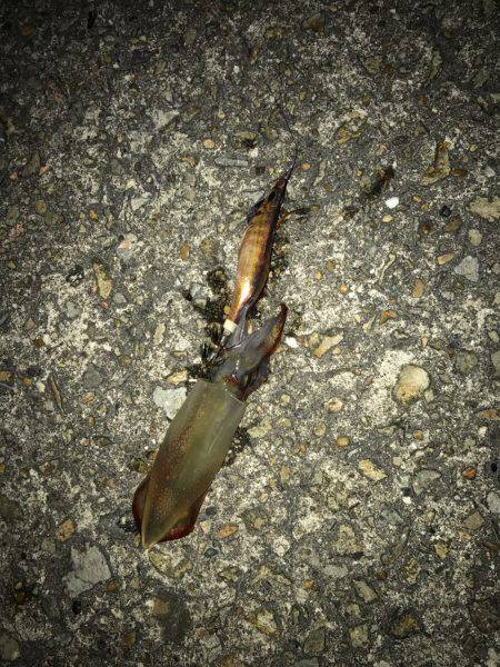 平日ライトエギング