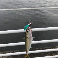 シーバスゲーム〜サバ入れ食い