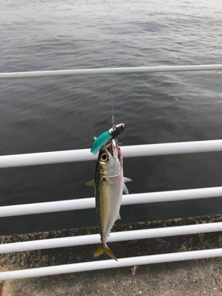 シーバスゲーム〜サバ入れ食い