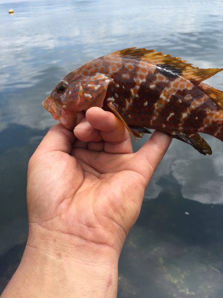 まづめのアコウ