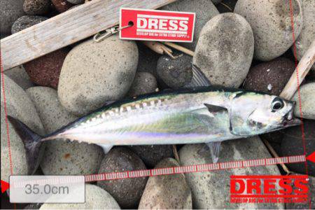 初ライトショアジギング