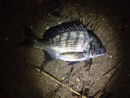 シーバス狙ってました。笑