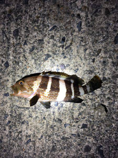 小さいながらも