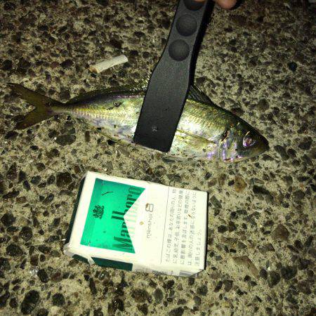 ジグサビキでアジ・サバ!