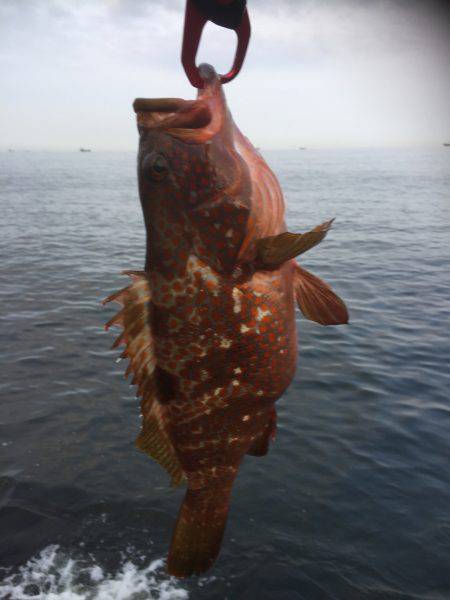 シーバスはどこに？