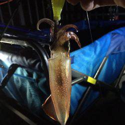 ケンサキイカとハマチ