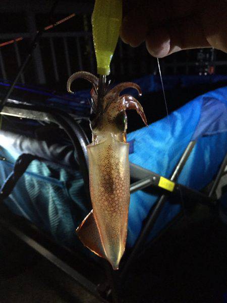 ケンサキイカとハマチ