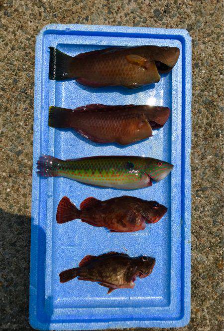 ちょい投げ釣行