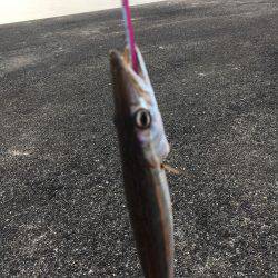 初シイラゲーム！&カマッシング