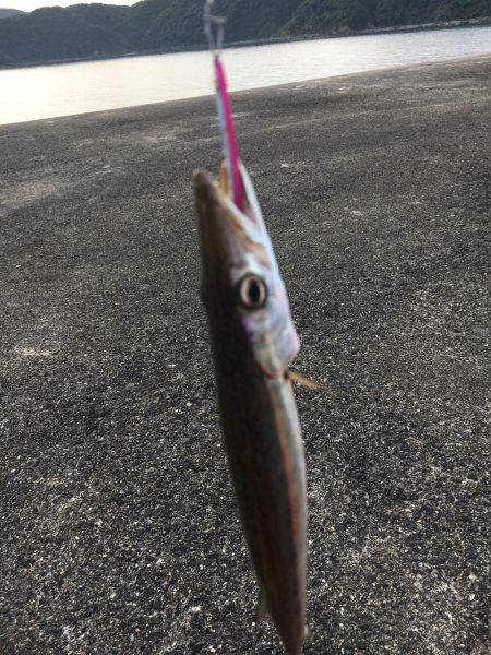 初シイラゲーム！&カマッシング