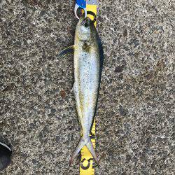 シイラトップゲーム