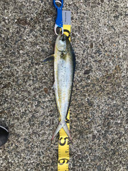 シイラトップゲーム