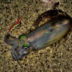 親イカまだいけます