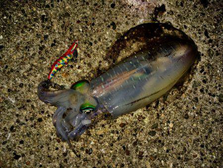 親イカまだいけます