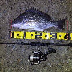 南港でチニング&うなぎ