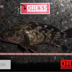 アジの回遊なし！？