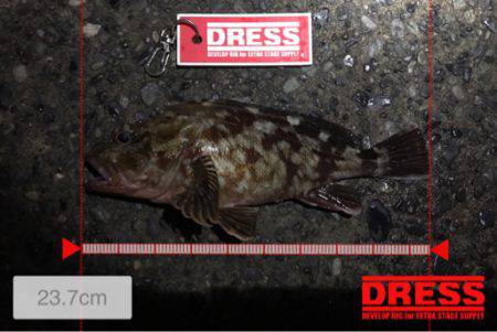 アジの回遊なし！？