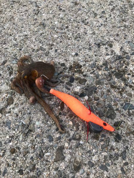 釣りと花火大会