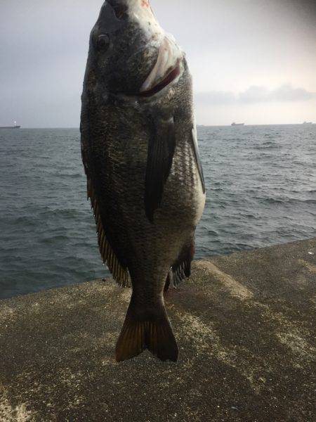 シーバスがいない(T . T)