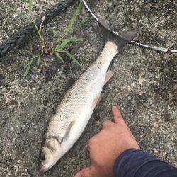 アジを求めてランガン