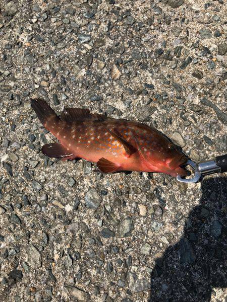 リフトアンドフォール