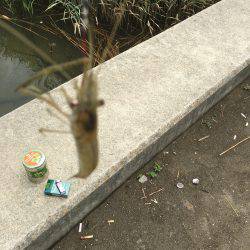 ラストスパート手長エビ