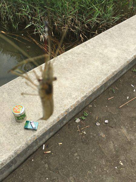 ラストスパート手長エビ