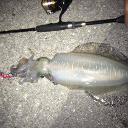 ケンサキ狙いのはずが…