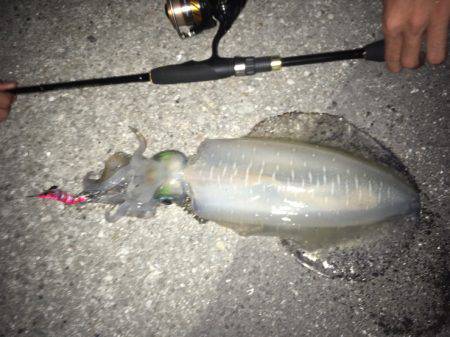 ケンサキ狙いのはずが…