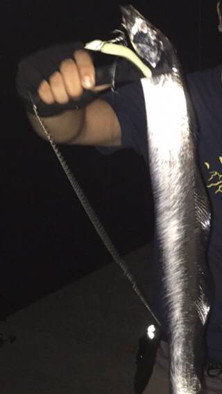 タチウオ釣れてますよーー