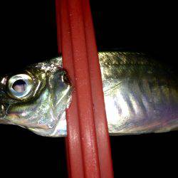 ちょっと生存確認するだけ