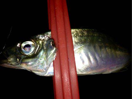 ちょっと生存確認するだけ